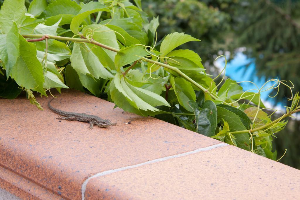 Hotel Casa Duaner Guardiola de Berga Kültér fotó